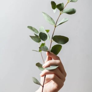 Eco-Friendly Home Design Software